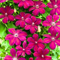 Clematis Vine Plant Live for Planting, Red Velvet Clematis Plant Live in 2.5 Inches Pot, Clematis Flowers Perennial