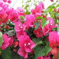 Pink Bougainvillea Plant Live, 4 to 6 Inch Tall, Summer Spring Blooms, Well Rooted