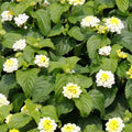 2 Lemon Yellow Lantana Plants Live Trees, Ready to Bloom, Hardy Long Blooming Seasons, Vibrant Colorful Perennial Fragrant, 5-10" in Tall, Full Sun Growing