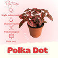 Polka Dot Live Plant, Polka Dot Plant, Small Indoor Plants, 2.5 Inches Pot for Indoor or Outdoor Houseplant (Red)