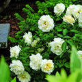 Creamy White Rose Plant Live for Planting, Rebloomer Fragrant Climbing Rose Bushes Plant Live, Roses for Planting, Starter Size, 4 to 10 Inc Tall