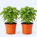 4 Basil Plants, Sweet Basil Plants Live for Indoors, Herb Plant Live, 4 to 6 Inches