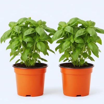 4 Basil Plants, Sweet Basil Plants Live for Indoors, Herb Plant Live, 4 to 6 Inches