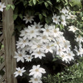 Clematis Vine Plants Live in Pot, 8 Months Old Seedlings Climbing Flowering, Outdoor Trellis Fences, Cold Hardy (White Clematis)
