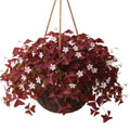 Burgundy Oxalis Plant Live, Oxalis Triangularis Shamrock Live Plant, 5 to 7 Inc Long