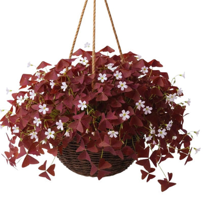 Burgundy Oxalis Plant Live, Oxalis Triangularis Shamrock Live Plant, 5 to 7 Inc Long