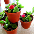 2 Red Aptenia Live Plants, Starter Red Ice Plant in 2" Pot, Baby Sun Rose Trailing Succulents, Ground Cover, Outdoor Garden