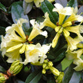 Big 1 Gallon Yellow Rhododendron Plants Live, 1-3 Years Old Azalea Plants Live Shrubs Bushes for Planting, Very Well Rooted