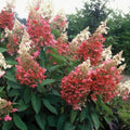 Pink Hydrangea Plant Live for Planting, 6-12" Tall, Hydrangea Tree Live Plant in Pot, Hydrangea Flowers