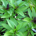 Thai Basil Plant in 4 Inch Pot - 4-6 Inch Tall Herb Plants