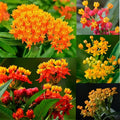 2 Random Mix Milkweed Plants Live Butterfly Asclepias Tuberosa, Wildflowers Perennial Bush, Swamp Common Plant, 5-9" in Tall, No Pot
