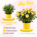 Mini Rose Bush Live Plant in 3.5'' Pot, Miniature Rose Plant Live, 3-5'' Tall, Mini Rose Plant, Live Flower Plant for Office and Home Decoration (Yellow)