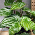 Watermelon Peperomia Plant, Live Peperomia Houseplant for Indoor Garden, 3 to 4 Inch Starter Plant