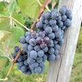 Grape Vine Live Plant 1-2 Year Old, Sweet Grape Plant Live for Growing, Grape Fruit Well Rooted Plant Bareroot (Concord Grape)