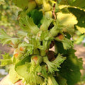 Hazelnut Tree Live Plant 1-2ft Tall, Hazelnut Bushes Plant