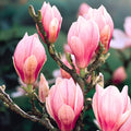Saucer Magnolia Tree Live Plant, Magnolia Plant Live 6 to 12 Inches Tall, in 2.5 Inches Pot, Pink Magnolia Bush Fragrant Magnolia Flowers