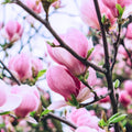 Jane Magnolia Tree Live Plant, Magnolia Plant Live 6 to 12 Inches Tall, in 2.5 Inches Pot, Pink Magnolia Bush Fragrant Magnolia Flowers