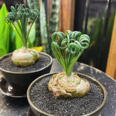 Albuca Spiralis Frizzle Sizzle Plant, Live Houseplant in 3.5 Inch Pot, Curly Succulent for Indoor Planting