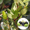 Bay Laurel Plant Tree Live, Laurus Nobilis Bay Leaf Trees, Sweet Bay Laurel Tree, 5-9" Tall, No Pot