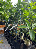 Live Ruby Red Grapefruit Tree Plant, 1 to 3 Ft Tall in Pot, Sweet Pomelo Tree for Planting