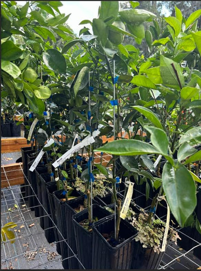 Live Ruby Red Grapefruit Tree Plant, 1 to 3 Ft Tall in Pot, Sweet Pomelo Tree for Planting