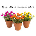2 Random Moss Rose Plant Live in 4 Inch Pot, Portulaca Flower Plant for Garden Beds, Patio Containers and Outdoor Growing, 4-7 Inches