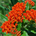 2 Random Mix Milkweed Plants Live Butterfly Asclepias Tuberosa, Wildflowers Perennial Bush, Swamp Common Plant, 5-9" in Tall, No Pot