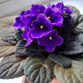 African Violets Plant Live in 4'' Pot, Fast-bloming Indoor Outdoot Flowering Plant with Vibrant Blooms (Blue African Violet)