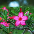 Pink Desert Rose Live Plant, Succulent Cactus Plant, Adenium Desert Rose Plant Live, Colorful Bonsai Tree, 4 to 8 Inches Tall