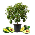 Dwarf Avocado Tree Plant Live, Cold Hardy Avocado Tree, 6-12 Inch Tall