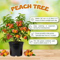 Peach Tree Live, Sweet Peach Tree, Fast Growing Fruit Trees, 1-2 Ft Tall