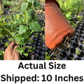 6"-10" Orange Bougainvillea Plant Live for Planting