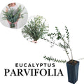 Parvifolia Eucalyptus Tree Live, Eucalyptus Plant Live in 2.5" Pot, Starter Plants, Cold Hardy, Dormant in Winter