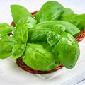10 Sweet Basil Plants Live per Pot, Live Basil Plants from 4Inc Tall, Herb Plant Garden