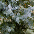 Baby Blue Eucalyptus Plant Live, Eucalyptus Houseplant for Planting Indoor in 2.5'' Pot