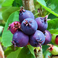 Serviceberry Plant Live for Planting, Serviceberry Bush Shrub 6 to 12 Inc Tall, Edible Berry Fruits Ready to Grow Your Garden