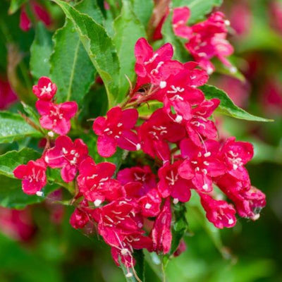 Live Red Weigela Plant Bush Shrub Plant 6-12" in Tall, Spring Planting