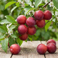 Cherry Plum Tree Live Plant, Plum Fruit Tree Plant, 2-3 Ft Tall