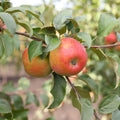 Live Honeycrisp Apple Tree, 2-3ft Tall