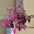2 Pink Wandering Jew Tradescantia Plants Live in 3.5" Pot, Cold Hardy, Indoor Outdoor Spring Planting