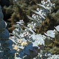 Baby Blue Eucalyptus Plant in 2.5 Inch Pot, Fragrant Silver-Blue Foliage Eucalyptus Tree Starter, Indoor and Garden Growing