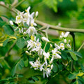 Moringa Tree Live Plant, Moringa Plant, Malunggay Trees Live Plants, 4-8 Inches Tall, Indoor Outdoor Growing