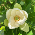Sweetbay Magnolia Tree Live Plant, Laurel Magnolia Shrub Tree Live Plant in 2.5" Pot, 6-12 Inches