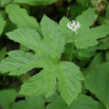 5 Goldenseal Plant Bare Roots Herb Plant Roots for Garden