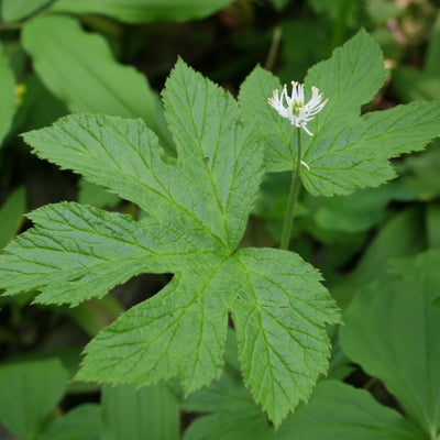 5 Goldenseal Plant Bare Roots Herb Plant Roots for Garden