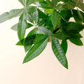 Money Tree Live Plant, Money Trees Well Rooted from 6 to 10 Inches Tall, Tropical Indoor Plant for Home Office Decor