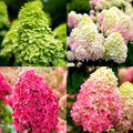 Cold Hardy Hydrangea Live Plant Tree, 5"-10" Hydrangea Bush Live Shrub Starter Plants, Dormant in Winter, White to Rose Pink Color Blooms