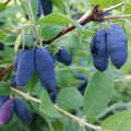 Haskap Live Plant, Sweet Fruit Berry Starter Plant, 4-6" Tall Honeyberry Plants, Haskap Fruit Plants for Outdoor Garden