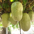 2 High Yield Passion Fruit Plants Live, Giant Climbing Passion Vine Tree Live Plant for Outdoor Growing, 5-9" in Tall, Fast Growing Perennial Sweet and Edible Fruits