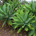 Large Green Foxtail Agave Live Plant, 1 Year Old Perennial Live Succulent in 4" Pot, 7-8 Inches in Tall, Indoor Outdoor Planting